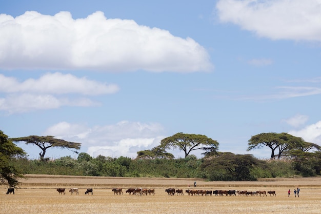 Foto uma manada de gnu está pastando em um campo com um homem de camisa azul