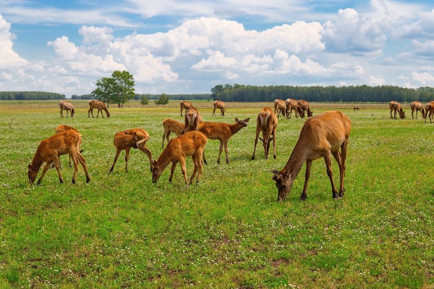 Uma manada de veados pastando em um prado verde. Animais selvagens na natureza. Veado mastigando grama