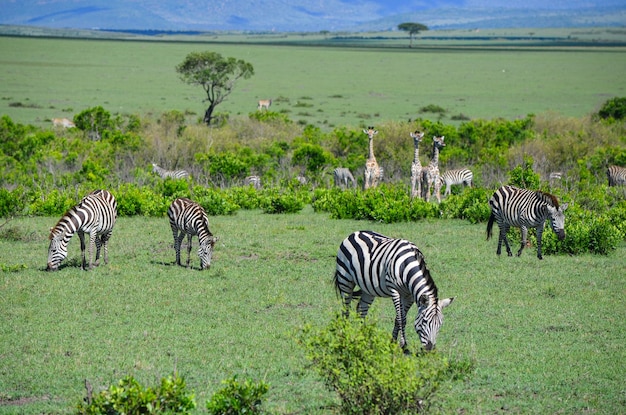 Uma manada de zebras e girafas na savana Masai Mara Kenya África