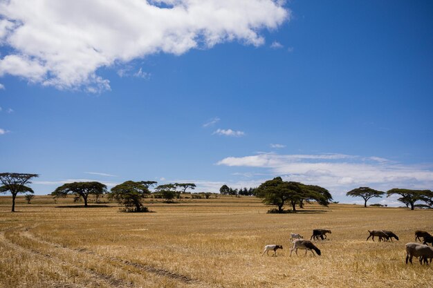 Foto uma manada de zebras está pastando em um campo com árvores no fundo