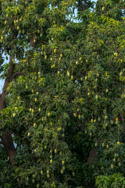 Uma mangueira com muitos frutos