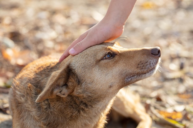 Uma mão acaricia um cão um vira-lata