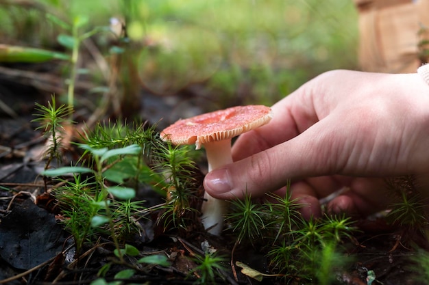 Uma mão de homem colhe um cogumelo na floresta