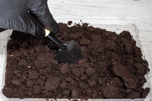 Uma mão em uma luva preta está cavando o chão com uma pá em miniatura para plantar em casa Cuidados com plantas domésticas