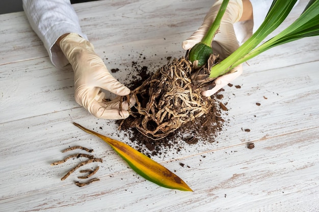 Uma mão enluvada mostra as raízes danificadas da orquídea na mesa. Close das raízes afetadas da orquídea. A planta precisa ser transplantada. Floricultura de interior, cuidado e cuidado de plantas.