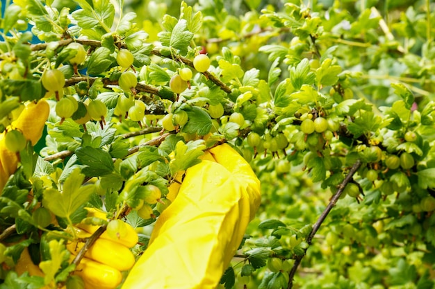 Uma mão enluvada segura um galho de um arbusto de groselha com bagas