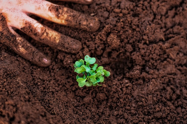 Uma mão está segurando uma pequena planta no solo.