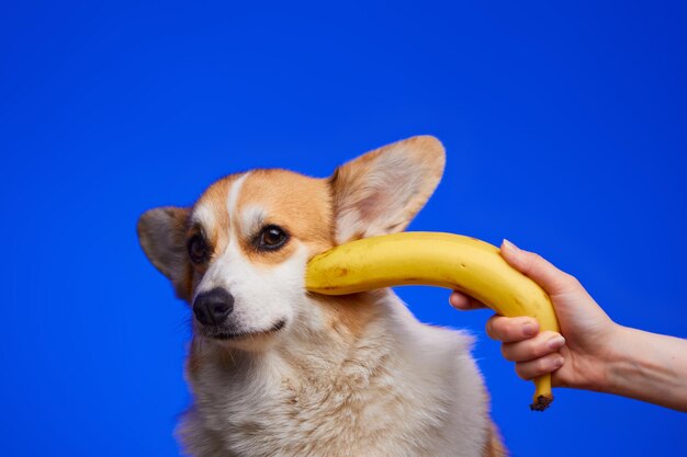 Uma mão humana aponta uma banana para um cachorro.