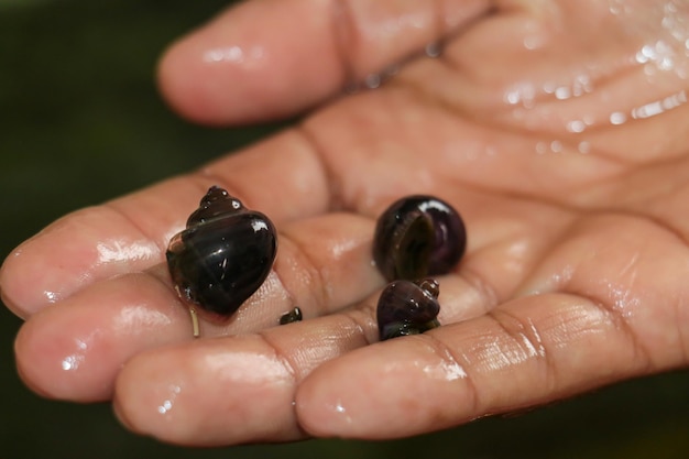 Uma mão segura pequenos caracóis de um tanque de peixes