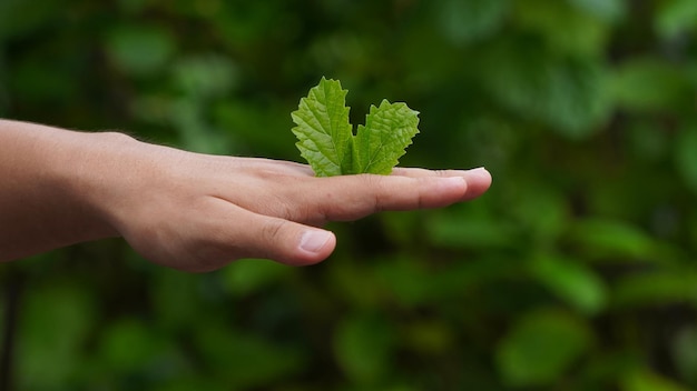 Uma mão segura uma folha que tem a palavra "verde" nela.