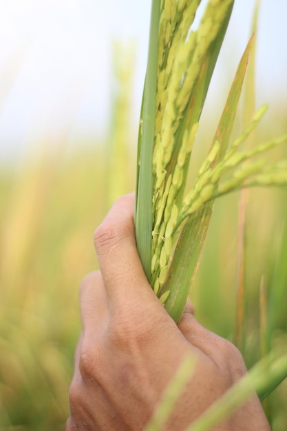 Uma mão segura uma planta de arroz em um campo.