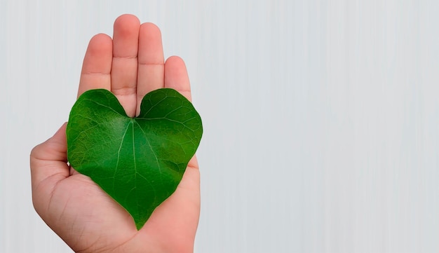 Uma mão segurando uma folha verde em forma de coração