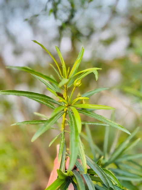 Uma mão segurando uma planta com a palavra bambu