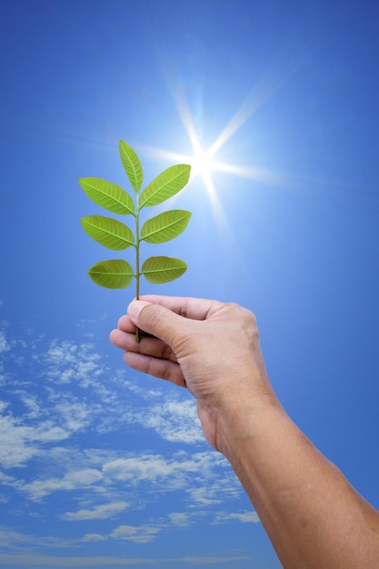 Uma mão segurando uma planta com o sol brilhando atrás dela