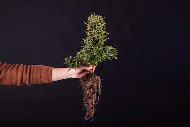 Uma mão segurando uma planta de maconha com raízes em fundo preto