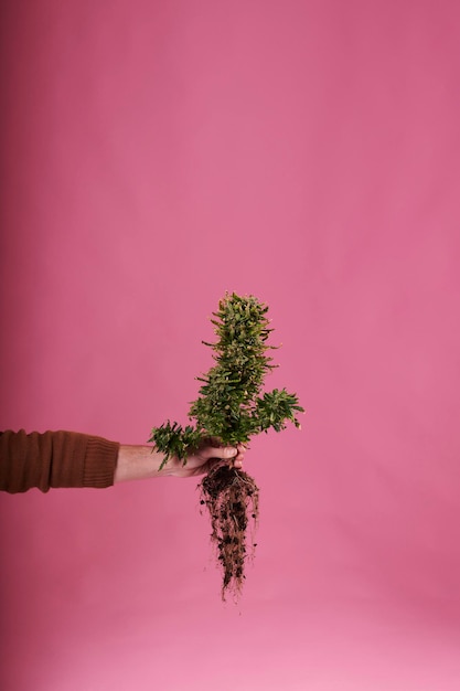 Uma mão segurando uma planta de maconha com raízes em fundo rosa