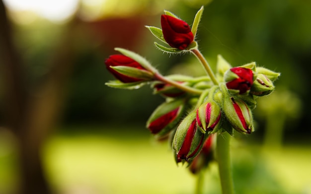 Uma maravilhosa cabeça de flor de gerânio em luzes fantásticas