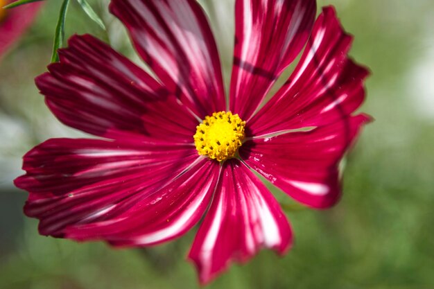 Uma maravilhosa flor vermelha em um jardim Algumas dálias vermelhas Flores vermelhas