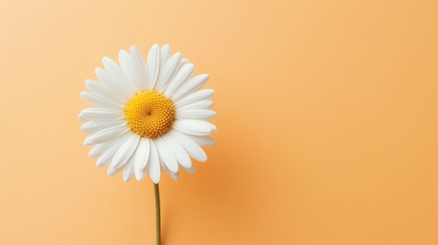 Foto uma margarida branca com centro amarelo e pétalas brancas