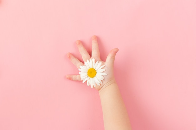 Uma margarida branca nas mãos de uma criança em um fundo de papel rosa. Uma margarida nas mãos das crianças.