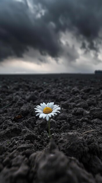 Uma margarida solitária no solo escuro e estéril contra o céu tempestuoso.