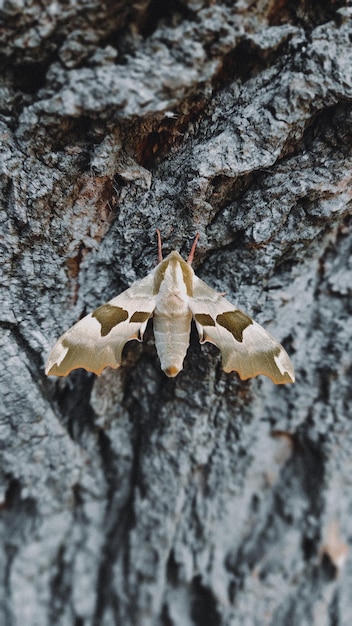 Uma mariposa em um tronco de árvore