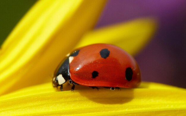 Foto uma mariposa está sentada em uma flor amarela