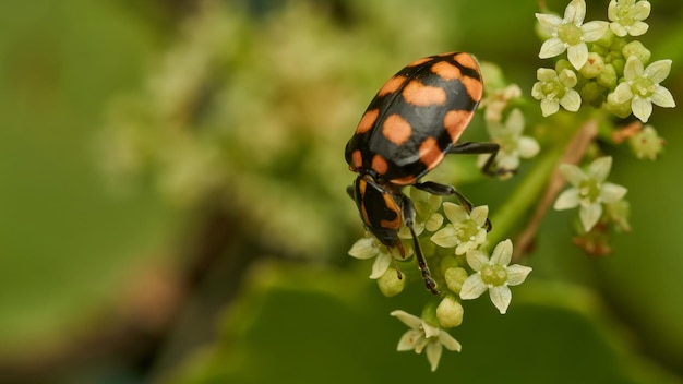 Uma mariposa laranja em cima de algumas flores brancas