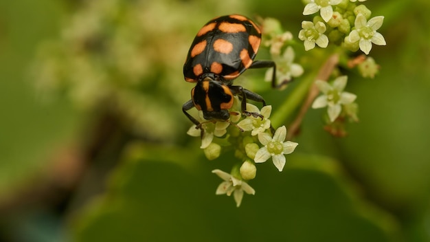 Uma mariposa laranja em cima de algumas flores brancas