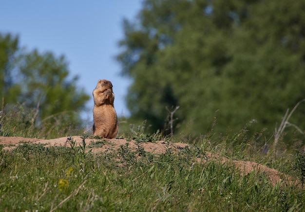 Uma marmota engraçada em pé nas patas traseiras em uma colina na grama na estepe