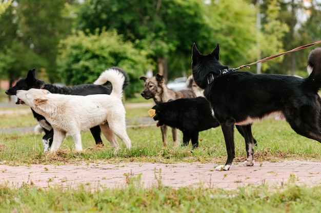 Uma matilha de cães vadios ao lado de um cão doméstico na coleira