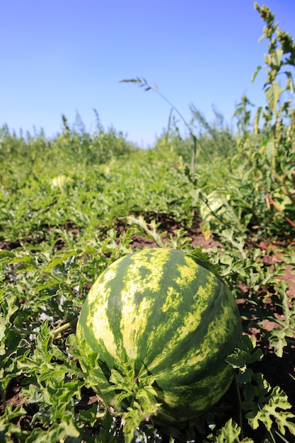 uma melancia fresca crescendo em uma plantação