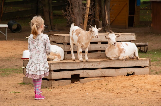 Uma menina adorável e bonita de pré-escola interage com pequenas cabras selvagens em uma fazenda de animais. Uma criança feliz cercada de vida selvagem em um dia de verão.