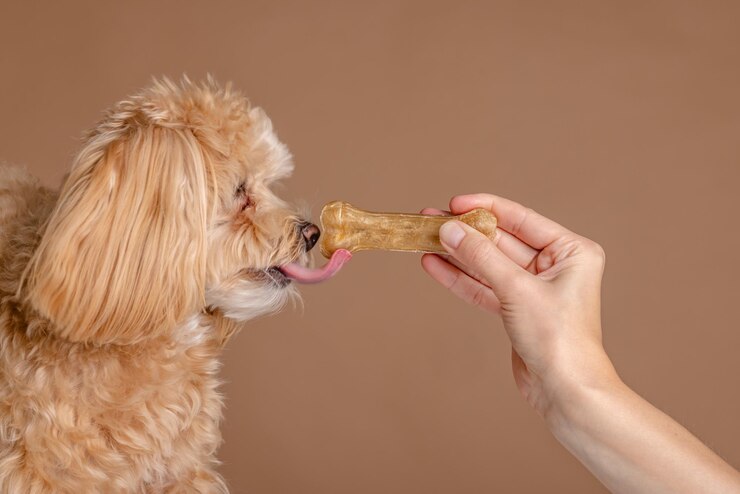 Foto uma menina alimenta um cachorrinho maltipoo um cão de osso cuidado conceito de cães felizes