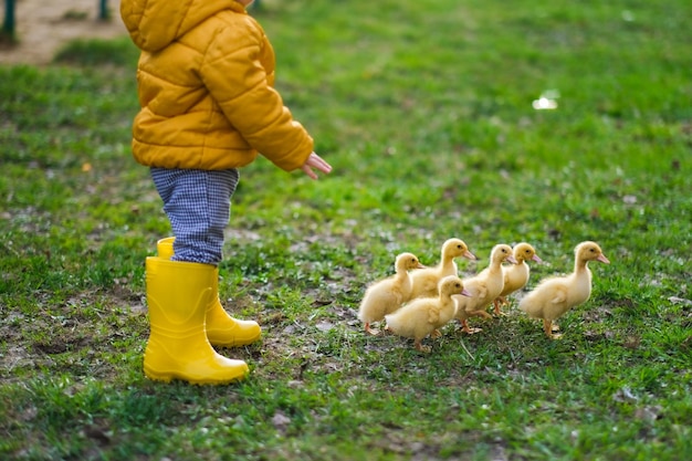 Uma menina bonita com patinhos.