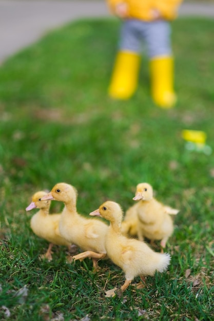 Foto uma menina bonita com patinhos.