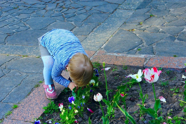 Uma menina cheira a tulipas inclinadas debaixo do leito de flores.