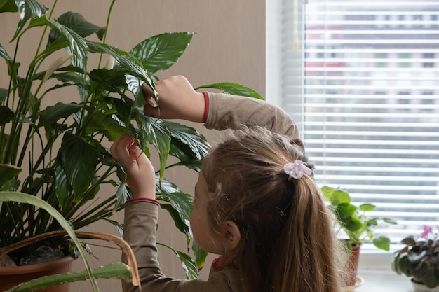 Uma menina de 4 anos cuida das plantas domésticas Plantio em casa desde o conceito de infância