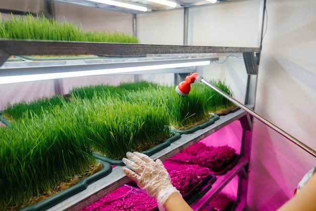 Uma menina está regando um close de micro brotos verdes em uma estufa moderna