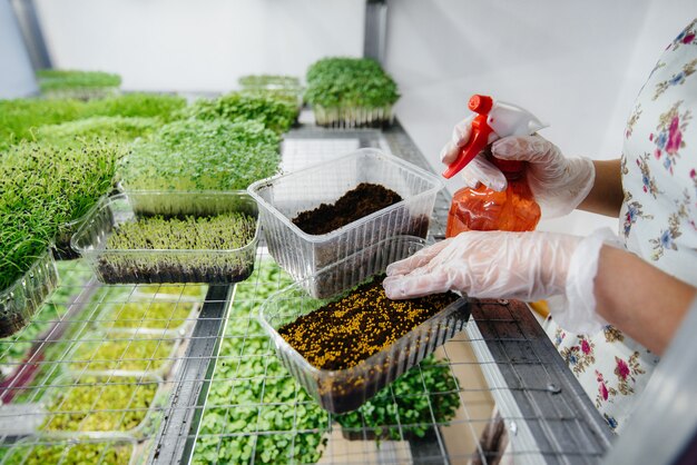 Uma menina planta sementes de micro verdes em uma estufa moderna. dieta saudável.