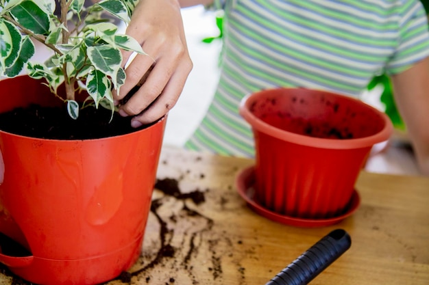 Foto uma menina planta uma planta