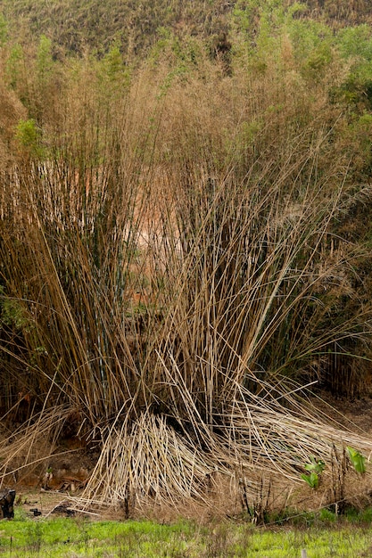 Uma moita de bambu no campo, em tons verdes e avermelhados