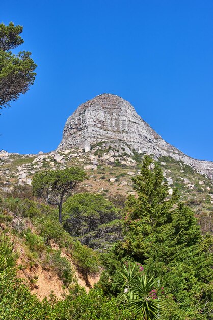 Uma montanha em um dia claro contra flores de fundo de céu azul e fynbos beleza tranquila na natureza em uma manhã tranquila na cidade do cabo, com vista para a cabeça de leões e suas vibrantes plantas verdes