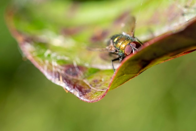 Uma mosca amarela na folha seca vermelha Fundo verde