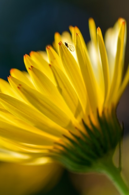 Uma mosca pequena senta-se em uma pétala de uma flor amarela