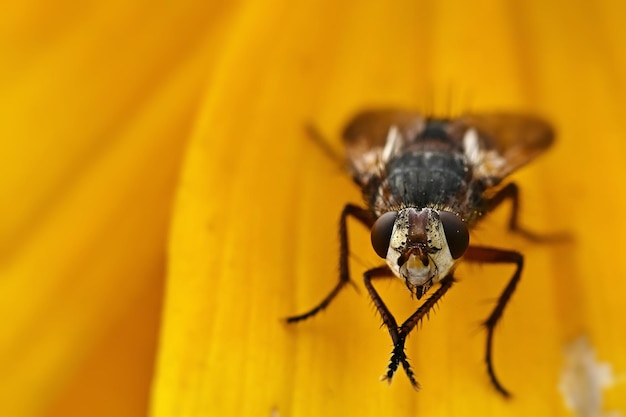 Uma mosca senta-se em uma flor amarela.