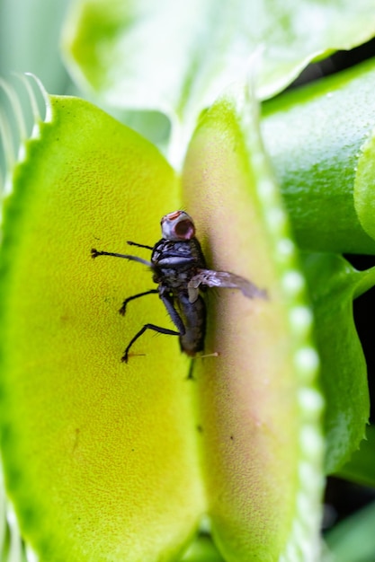 Uma mosca senta-se em uma planta com uma folha verde.