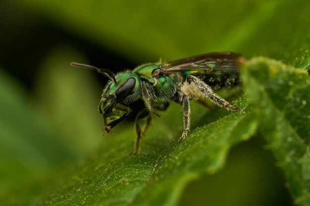 Uma mosca verde bebendo água empoleirada em uma folha verde