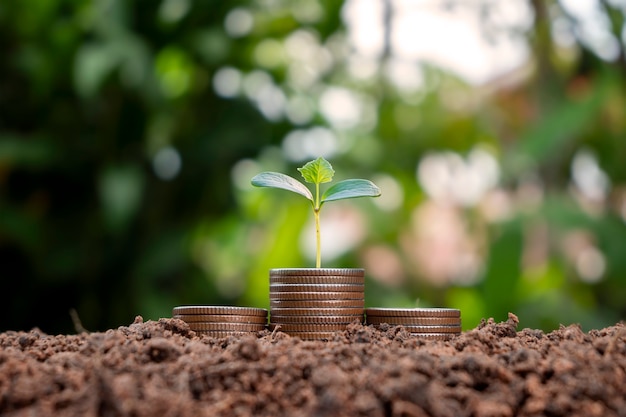 Uma muda crescendo em uma pilha de moedas tem um pano de fundo natural verde borrado com ideias que economizam dinheiro