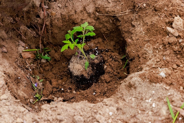 Uma muda de tomate é plantada no chão